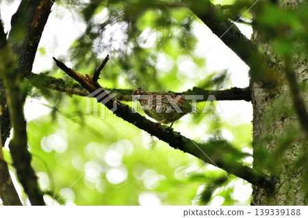 A ptarmigan in a tree A ptarmigan in a tree 139339188