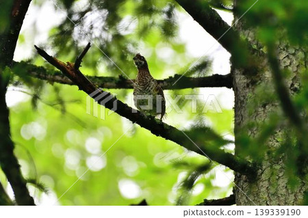 A ptarmigan in a tree A ptarmigan in a tree 139339190