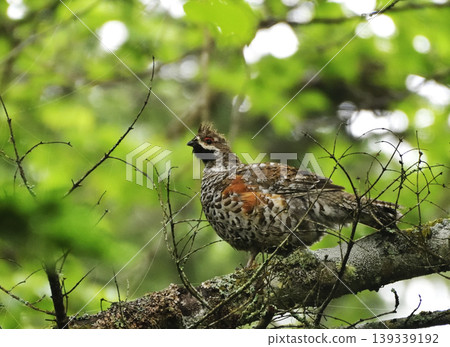 A ptarmigan in a tree A ptarmigan in a tree 139339192