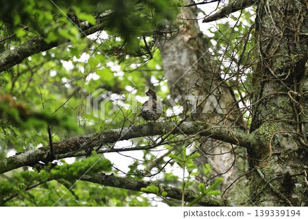 A ptarmigan in a tree 139339194