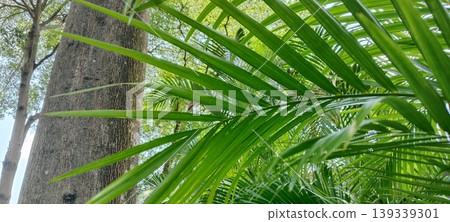 The Beauty of Palm Leaves in a City Park 139339301