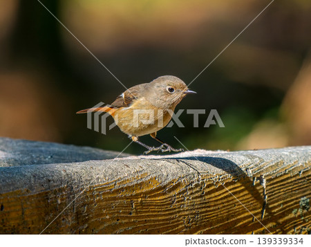 Female Daurian Redstart walking on the ground Female Daurian Redstart walking on the ground 139339334