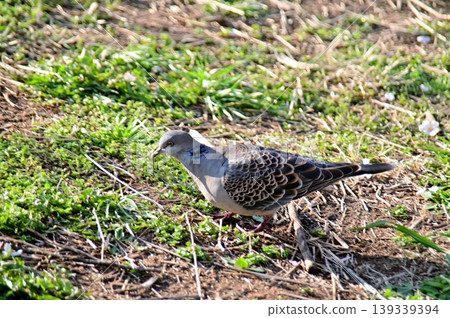 A turtle dove searches for food on the embankment of a pond. A turtle dove searches for food on the embankment of a pond. 139339394