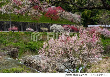 阿智村，一個桃花盛開的村莊，三色桃花正值盛開。 139339419