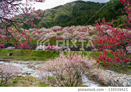 A spring scene in Achi Village with peach blossoms in full bloom. A spring scene in Achi Village with peach blossoms in full bloom. 139339421