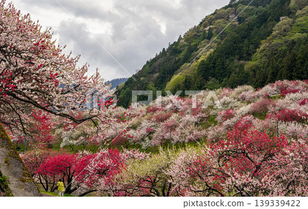 A spring scene in Achi Village with peach blossoms in full bloom. A spring scene in Achi Village with peach blossoms in full bloom. 139339422