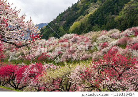 A spring scene in Achi Village with peach blossoms in full bloom. A spring scene in Achi Village with peach blossoms in full bloom. 139339424