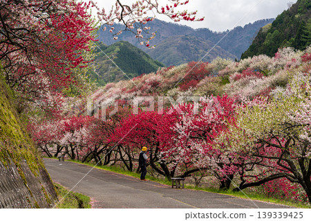 A spring scene in Achi Village with peach blossoms in full bloom. A spring scene in Achi Village with peach blossoms in full bloom. 139339425