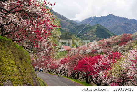 A spring scene in Achi Village with peach blossoms in full bloom. A spring scene in Achi Village with peach blossoms in full bloom. 139339426