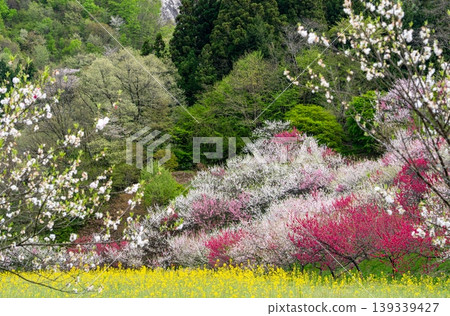 A spring scene in Achi Village with peach blossoms in full bloom. A spring scene in Achi Village with peach blossoms in full bloom. 139339427