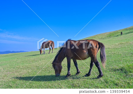 Cape Toki海角馬 139339454