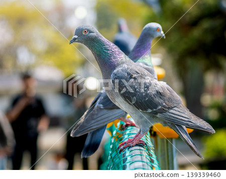 Close-up of a Feral Pigeon Close-up of a Feral Pigeon 139339460