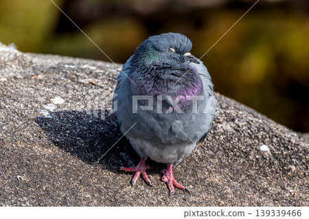 Close-up of a Feral Pigeon Close-up of a Feral Pigeon 139339466