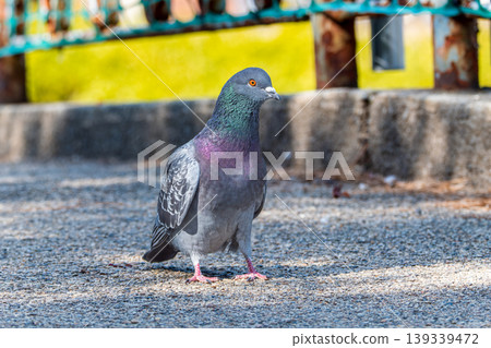 Close-up of a Feral Pigeon Close-up of a Feral Pigeon 139339472
