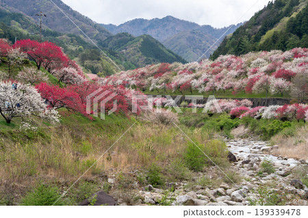阿奇村桃花盛開的美景。 阿奇村桃花盛開的美景。 139339478