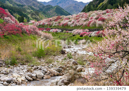 阿奇村桃花盛開的美景。 139339479