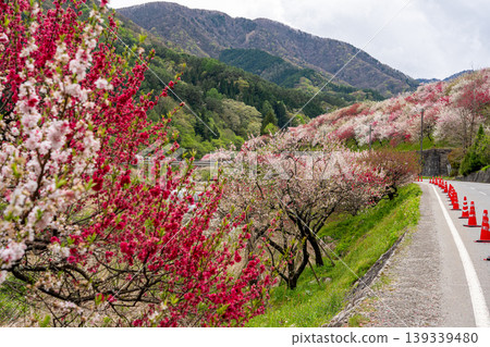 阿奇村桃花盛開的美景。 阿奇村桃花盛開的美景。 139339480