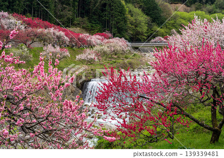 The scenery of Achi Village with peach blossoms in full bloom. The scenery of Achi Village with peach blossoms in full bloom. 139339481