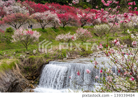The scenery of Achi Village with peach blossoms in full bloom. The scenery of Achi Village with peach blossoms in full bloom. 139339484