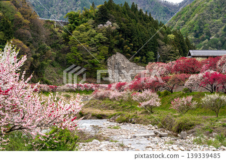 The scenery of Achi Village with peach blossoms in full bloom. The scenery of Achi Village with peach blossoms in full bloom. 139339485