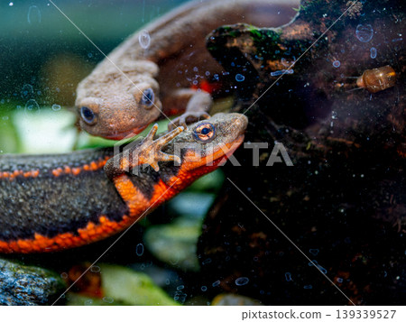 Red-bellied newt up Red-bellied newt up 139339527