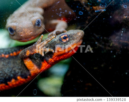 Red-bellied newt up 139339528