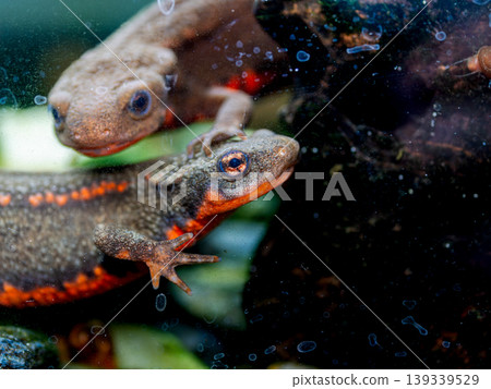 Red-bellied newt up Red-bellied newt up 139339529