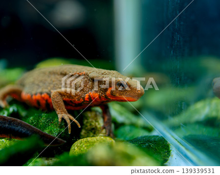 Red-bellied newt up Red-bellied newt up 139339531