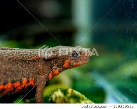 Red-bellied newt up Red-bellied newt up 139339532