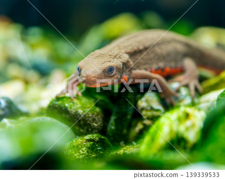 Red-bellied newt up 139339533