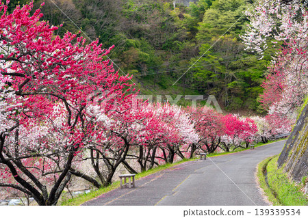 The scenery of Achi Village with peach blossoms in full bloom. The scenery of Achi Village with peach blossoms in full bloom. 139339534