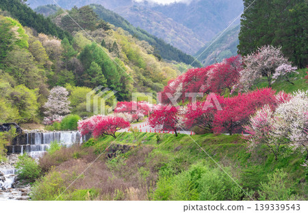 The scenery of Achi Village with peach blossoms in full bloom. The scenery of Achi Village with peach blossoms in full bloom. 139339543
