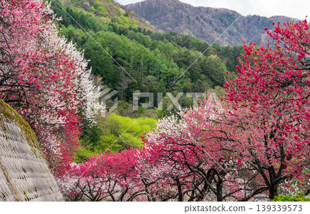 Achi Village in spring, surrounded by peach blossoms in full bloom. Achi Village in spring, surrounded by peach blossoms in full bloom. 139339573