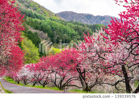 Achi Village in spring, surrounded by peach blossoms in full bloom. Achi Village in spring, surrounded by peach blossoms in full bloom. 139339576
