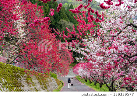 Achi Village in spring, surrounded by peach blossoms in full bloom. Achi Village in spring, surrounded by peach blossoms in full bloom. 139339577