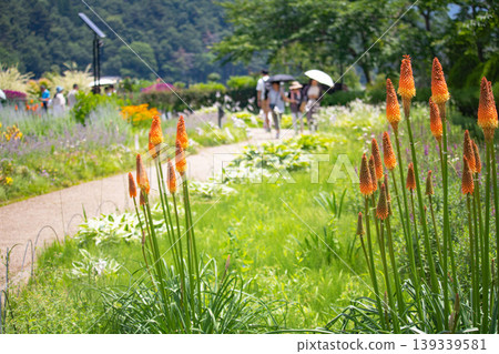 火炬百合在夏日的陽光下會綻放出鮮豔的花蕾。 火炬百合在夏日的陽光下會綻放出鮮豔的花蕾。 139339581