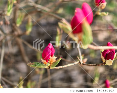 Macro of Vibrant Pink Rhododendron Albrechtii Flower Bud Macro of Vibrant Pink Rhododendron Albrechtii Flower Bud 139339592