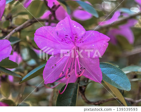 Purple Rhododendron sichotense Flower Close up in Spring Purple Rhododendron sichotense Flower Close up in Spring 139339593
