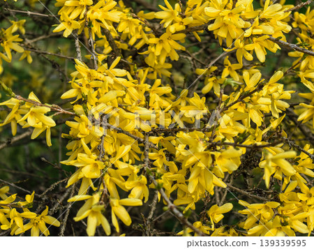 Yellow Forsythia Maluch Dwarf Shrub Blossoms in Spring Garden Yellow Forsythia Maluch Dwarf Shrub Blossoms in Spring Garden 139339595