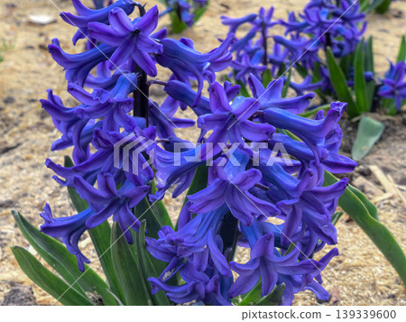 Blue Hyacinthus orientalis Grand Maitre Flowers in Spring Garden Blue Hyacinthus orientalis Grand Maitre Flowers in Spring Garden 139339600