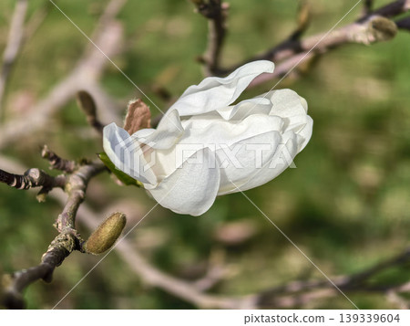 Elegant White Magnolia Stellata Royal Star Flower Bloom 139339604