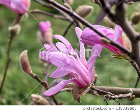 Elegant Pink Star Magnolia Stellata Bloom Close Up 139339605