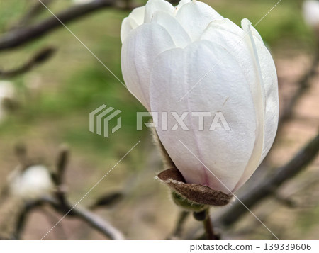 Macro Detail of White Magnolia Flower Bud Opening in Spring 139339606