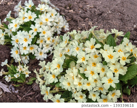 Pale Yellow Primrose Flowers Primula vulgaris in Garden Soil Pale Yellow Primrose Flowers Primula vulgaris in Garden Soil 139339618