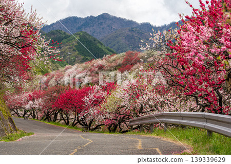 阿知村桃花盛開的景象。 阿知村桃花盛開的景象。 139339629