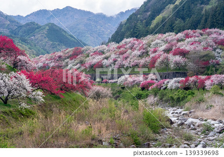 阿奇村桃花盛開的美景。 阿奇村桃花盛開的美景。 139339698