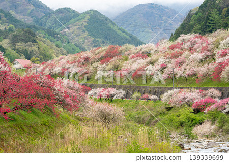 阿奇村桃花盛開的美景。 139339699
