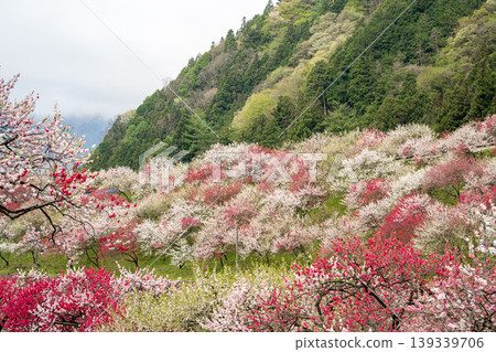 阿奇村桃花盛開的美景。 阿奇村桃花盛開的美景。 139339706