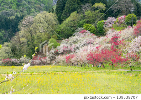 阿奇村桃花盛開的美景。 阿奇村桃花盛開的美景。 139339707