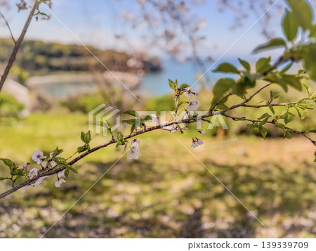 山坡上盛開著櫻花,俯瞰著大海 山坡上盛開著櫻花,俯瞰著大海 139339709